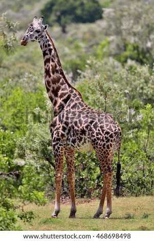 Giraffe in the beautiful nature habitat, wild africa, this is africa, colourful bush in Masai Mara in Kenya, beauty and gentility