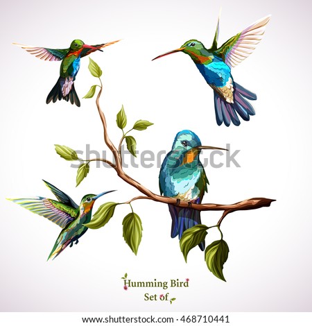 Humming birds. Set of four humming bird. Hand drawn, watercolor.  Vector - stock