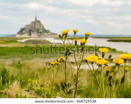 Wild meadow herbs and Mont Saint-Michel as blurred background, France