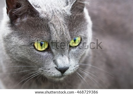 Gray cat that was a yellow eyes