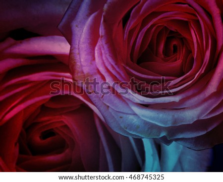 Beautiful roses made with color filters.