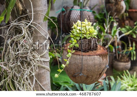 Green Creeper Plant or Dischidia Nummularia Variegata in coconut