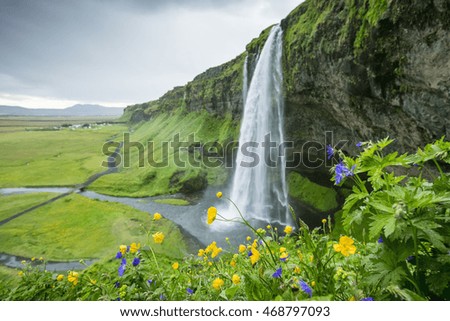 yellow flowers on the hill near the waterfall in Iceland