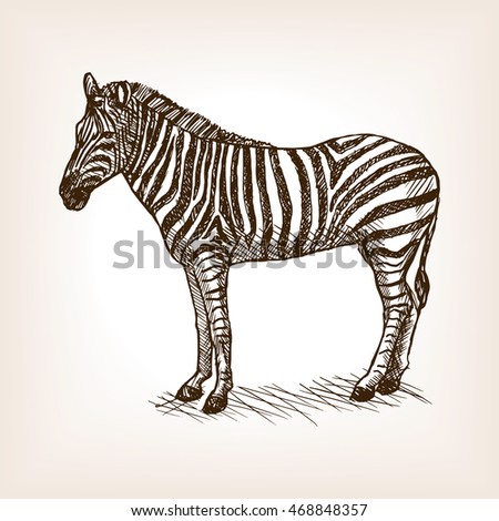 Zebra sketch style vector illustration. Old engraving imitation.
