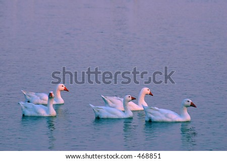 5 Snow Geese At Sunset