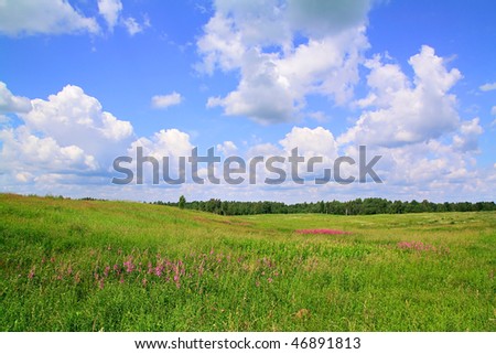  lilac flowerses on field