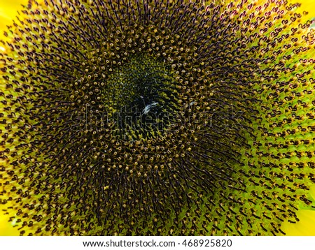 Helianthus or sunflower close view