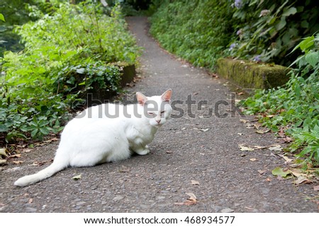 White cat who met in nature
