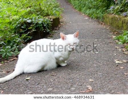 White cat who met in nature

