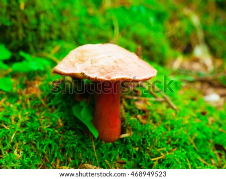 Beautiful amazing nature background. Mushroom Boletus satanas red color hallucinogenic. Fairy green forest. Close up. Wilderness  flora Caucasus national park.