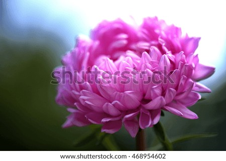 chrysanthemum 