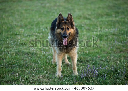 German Shepherd dog standing on green grass