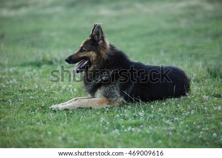 German shepherd dog lying on the green grass