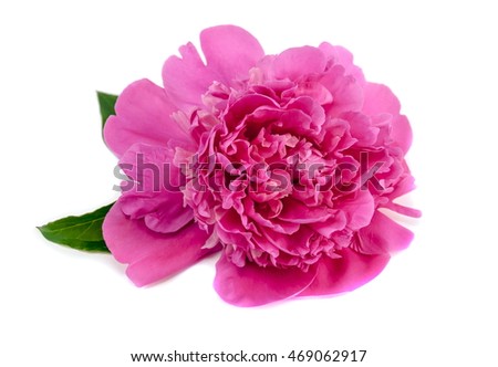 pink peony flower on white