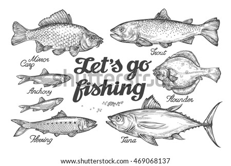 Fishing. Hand drawn vector fish. Sketch trout, carp, tuna, herring, flounder, anchovy