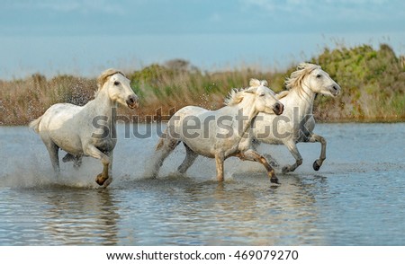 White Camargue Horses run in the swamps nature reserve in Parc Regional de Camargue - Provence, France.