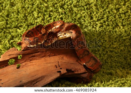 Amazon tree boa (Corallus hortulanus) snake on green background