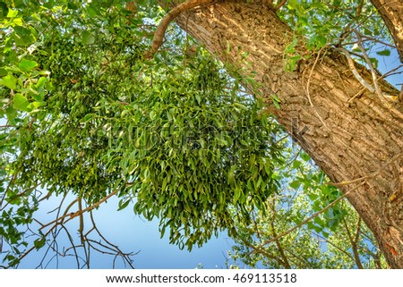 Mistletoe or Viscum album on a poplar branch. Mistletoe is commonly used as a Christmas decoration.