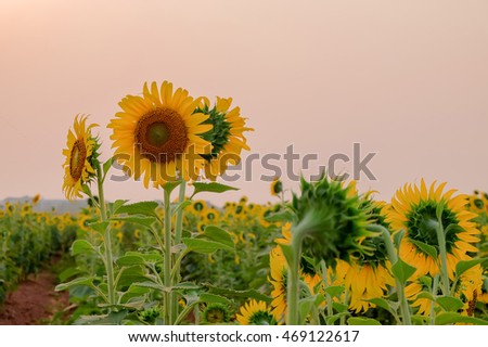 a selective focus picture of sunflowers at agriculture farm