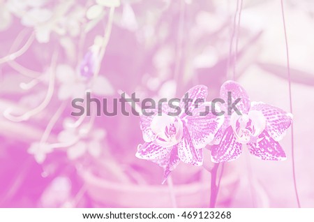 Pink orchid is queen of flowers in tropical garden.