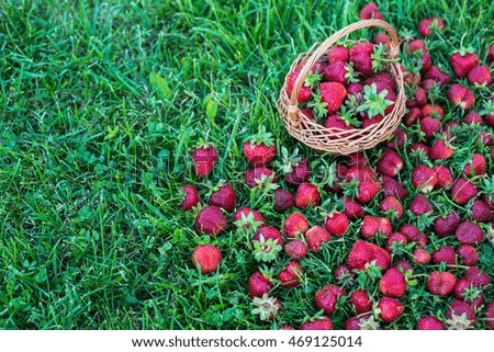 Sweet and colorful strawberries with a basket on the grass