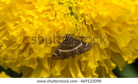 Brown Butterfly Perched on Calendula Flower