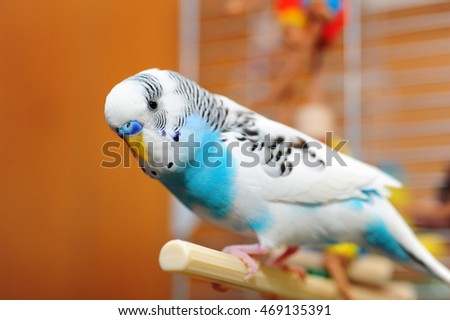 Blue and white Parakeet Perched