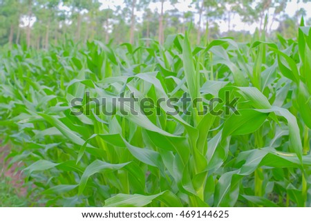 a selective focus picture of green corn leaves on trees 