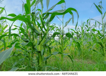 a selective focus picture of young corn on tree at agriculture farm 