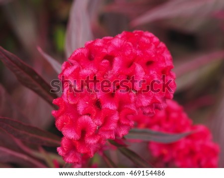 colorful cockscomb flower,wool flower or brain celosia