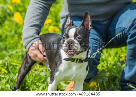 Boston Terrier dog black and white color in the grass next to the host