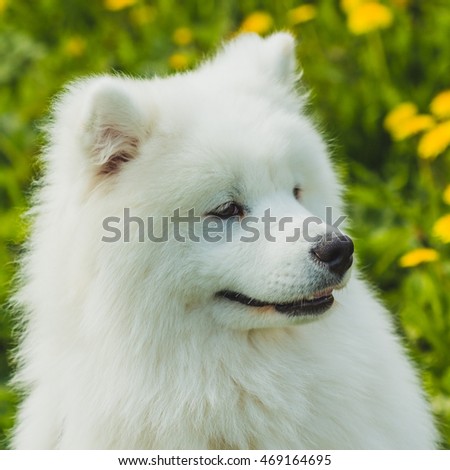 Samoyed white and fluffy on the background of green grass outdoors. Portrait