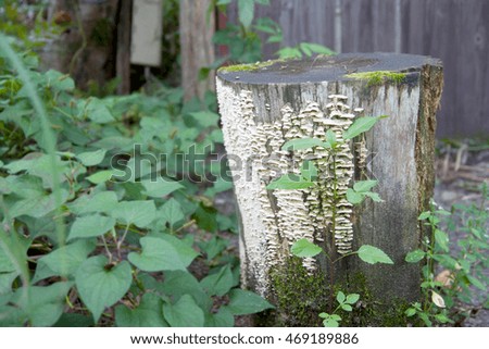 Stool in nature
