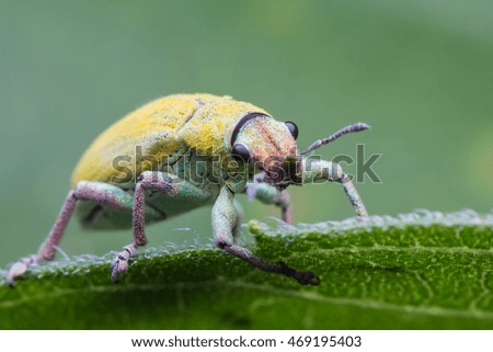 The Bug on leaf