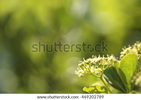 Spring flowers/Spring Background with bokeh