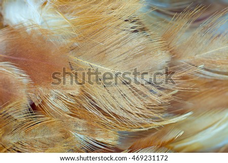 Bohemian boho style vintage color trends ,Chicken feather texture background