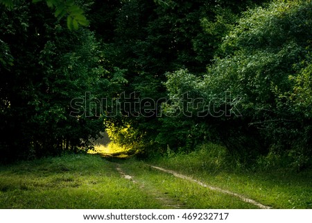a ray of light in the dark forest, summer landscape, Russia
