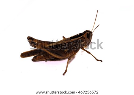 brown grasshopper on white background