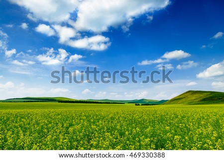 Blue sky and white clouds and rape flowers