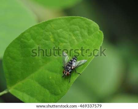 fly on green leaf of butterfly pea plant