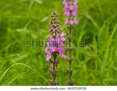 Orchis mascula blooming, medical herb wildflower closeup