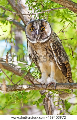 Owl in tree. Green nature background. Bird: Long eared Owl. Asio otus. Ankara Turkey.
