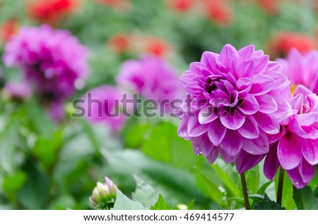 Blurred picture of pink flower and blur background in the garden