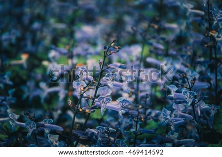 Blurred picture for purple flower in the garden, cinematic tone filter