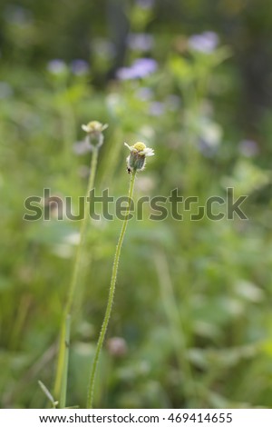 beautiful single flower grass : Tridax procumbens or coatbuttons or  tridax daisy