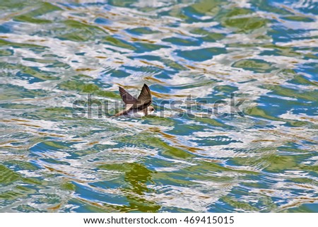 Flying Swallow. Colorful water background. Bird: Sand Martin. Riparia riparia.