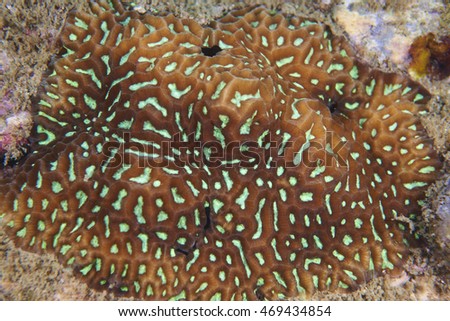 Large brain coral,hard coral at  Island in Thailand