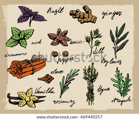 set of spices and herbs vector illustration
