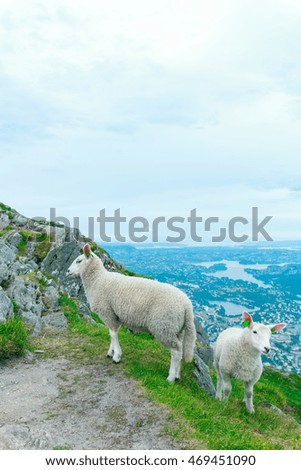 Herd of sheep grazing on mountain meadow in Bergen, Norway