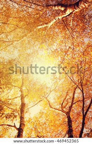 Autumn Trees Leaves. Beautiful autumn in the park.
